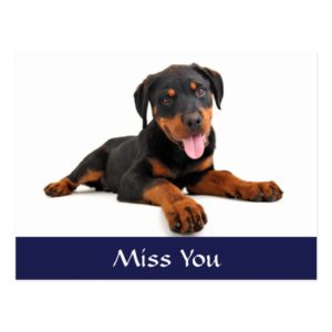 Miss You Rottweiler Puppy Dog Greeting Postcard