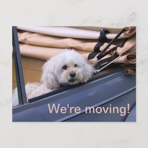 New Address / We are moving funny poodle in a car Announcement Postcard