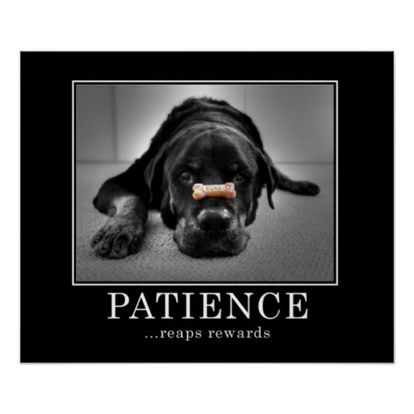 "Patience Reaps Rewards" Poster