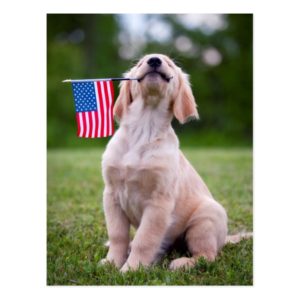 Patriotic Golden Retriever Puppy Postcard