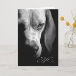 Pet Sympathy | Loss of Dog | Beagle Black Card