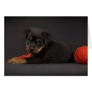 Playing Puppy 5