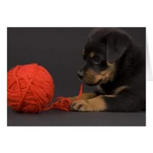 Playing Puppy 6