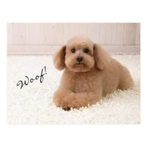 Poodle Postcard