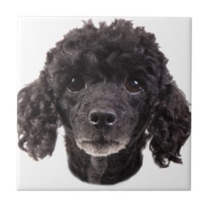Portrait of a black poodle tile
