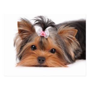 Portrait of cute puppy postcard