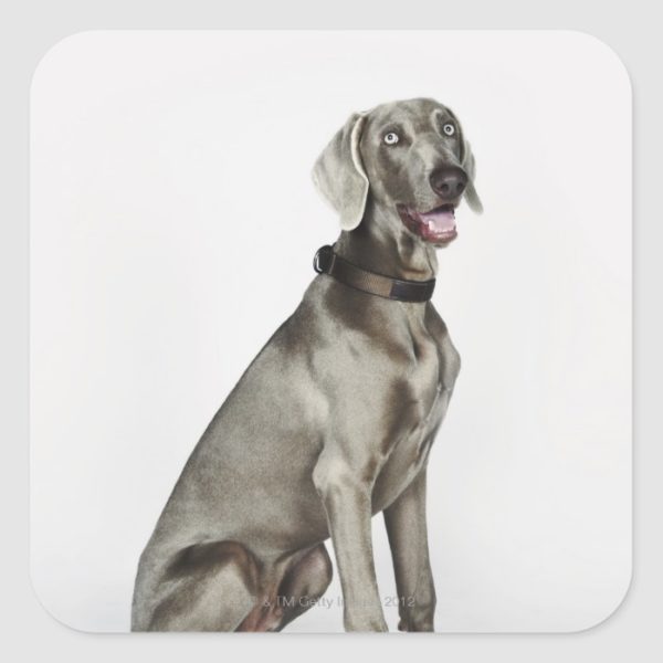 Portrait of Weimaraner dog Square Sticker