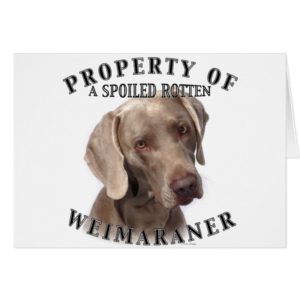Property Of A Spoiled Rotten Weimaraner