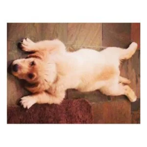 Puppy Laying Funny Postcard