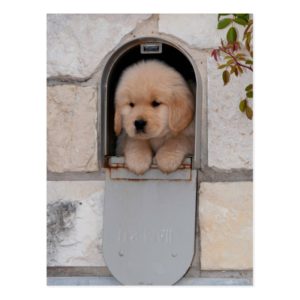 Puppy Mail Postcard