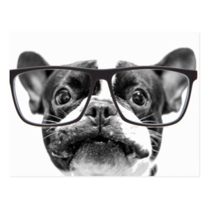 Reputable French Bulldog with Glasses Postcard