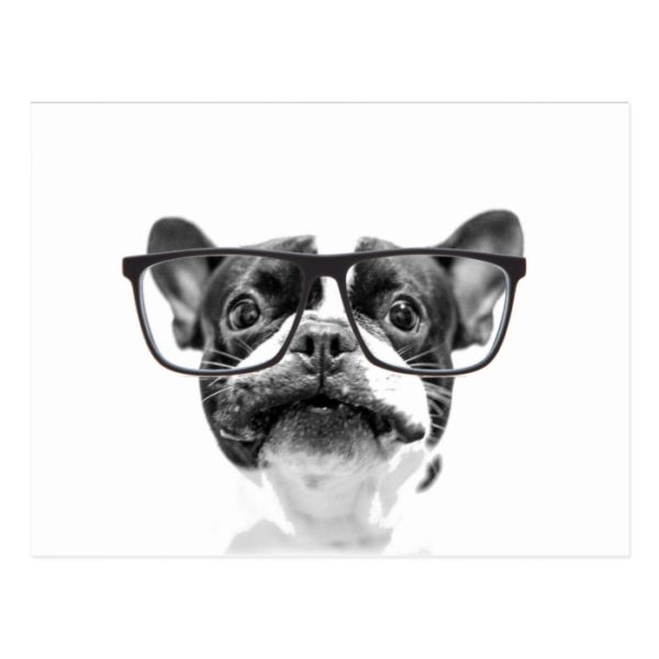 Reputable French Bulldog with Glasses Postcard