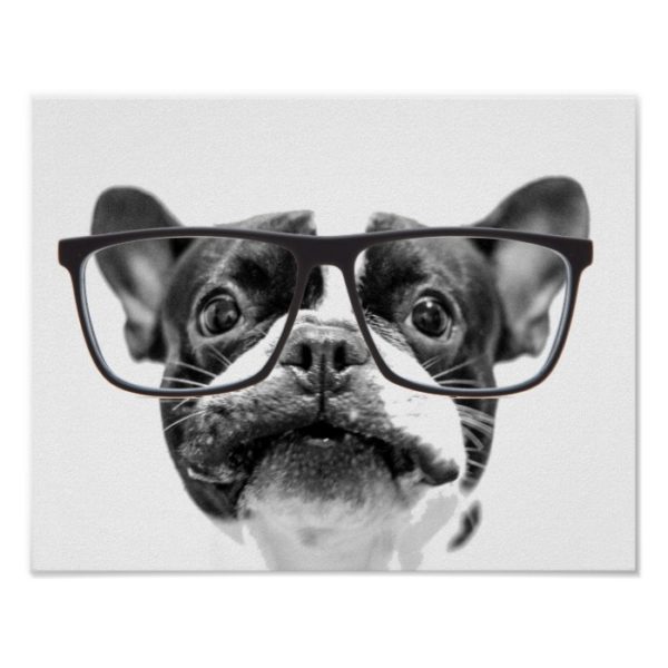 Reputable French Bulldog with Glasses Poster