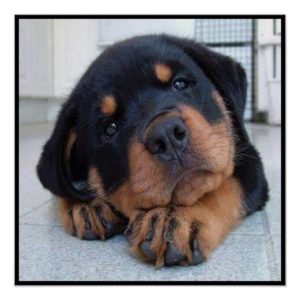 Riley The Rottweiler Puppy Poster