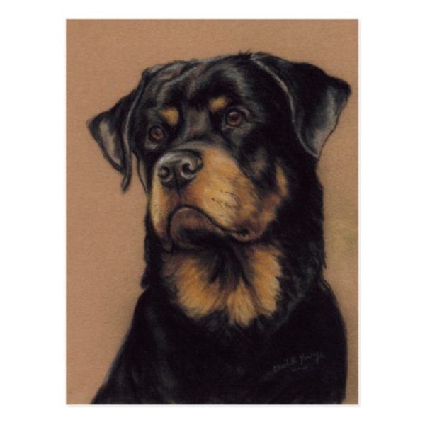 Rottweiler Original art Postcard