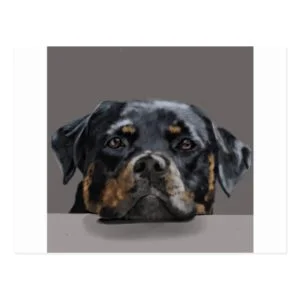 Rottweiler Postcard