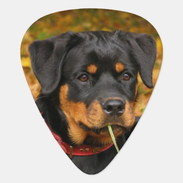 Rottweiler Pup Lying On The Ground In Forest Guitar Pick