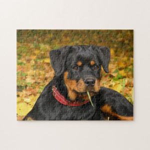 Rottweiler Pup Lying On The Ground In Forest Jigsaw Puzzle