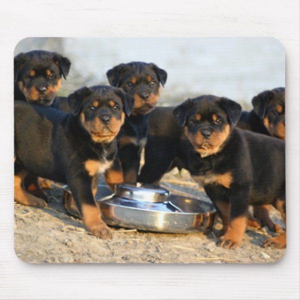 rottweiler puppies mouse pad