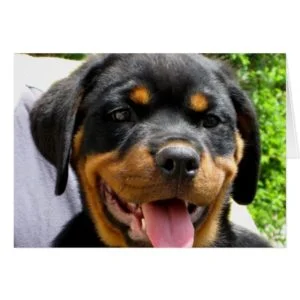 Rottweiler puppy