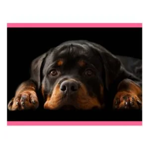 Rottweiler Puppy Dog Greeting Postcard - Blank