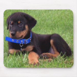 rottweiler pups. mouse pad