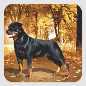 Rottweiler Square Sticker