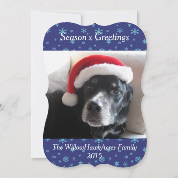Santa Dog-Labrador/Rottweiler Mix Holiday Card