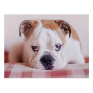 Shy English Bulldog Puppy Postcard