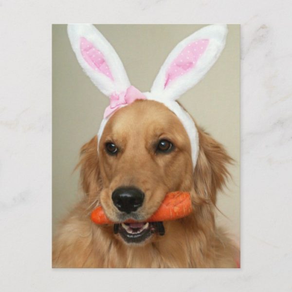 SIlly Golden Retriever dog with Easter Bunny ears Holiday Postcard
