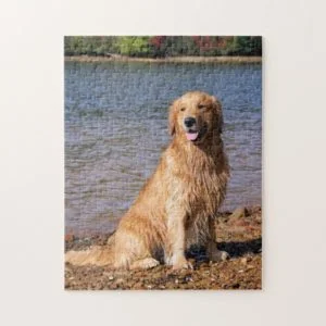 Sitting Golden Retriever Jigsaw Puzzle