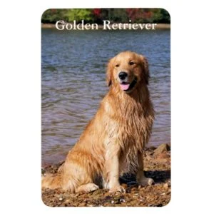 Sitting Golden Retriever Magnet