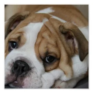 Sleeping Bulldog Poster