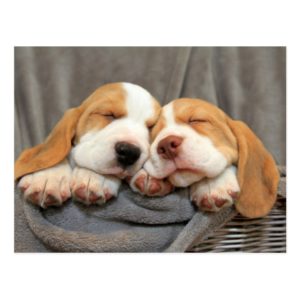 Sleepy Puppies Postcard