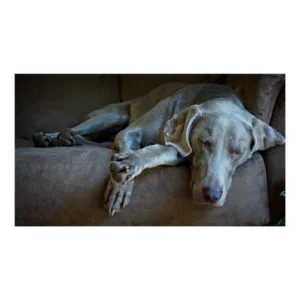 Sleepy Weimaraner Poster