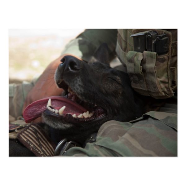 Smiling German Shepherd Military Dog Postcard
