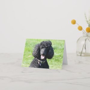 Standard Poodle dog black photo blank note card