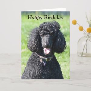 Standard Poodle dog photo happy birthday card