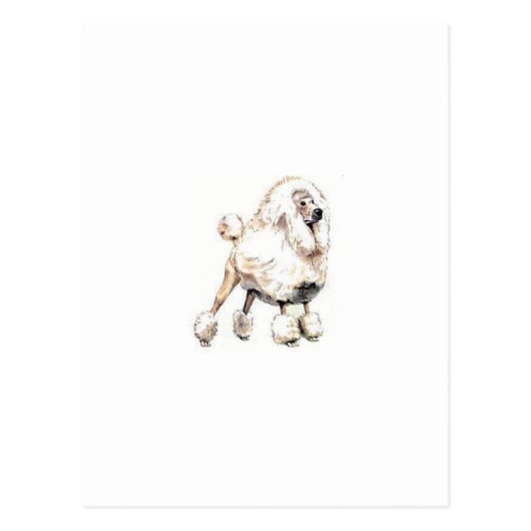 Standard Poodle White Postcard