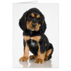 Studio portrait of Rottweiler puppy