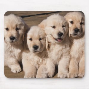 Sweet Golden Retriever Puppies Mouse Pad