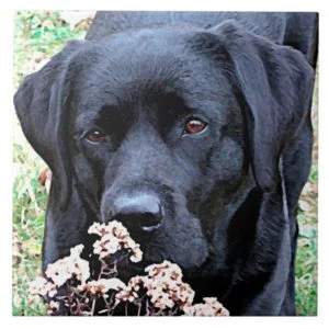 Take Time - Black Lab Ceramic Tile