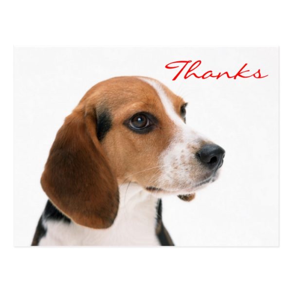 Thank You Beagle Puppy Dog Greeting Postcard