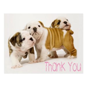 Thank You English Bulldog Puppy Dogs Postcard