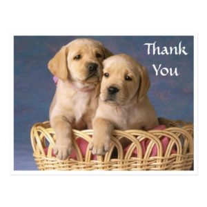 Thank  You Labrador Retriever Puppy  Post Card