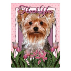 Thank You - Pink Tulips - Yorkshire Terrier Postcard