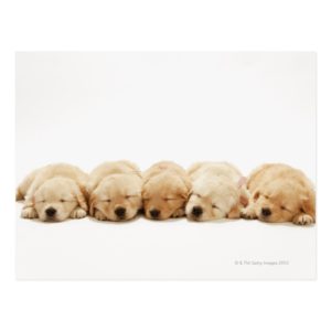 The puppies of the golden retriever postcard