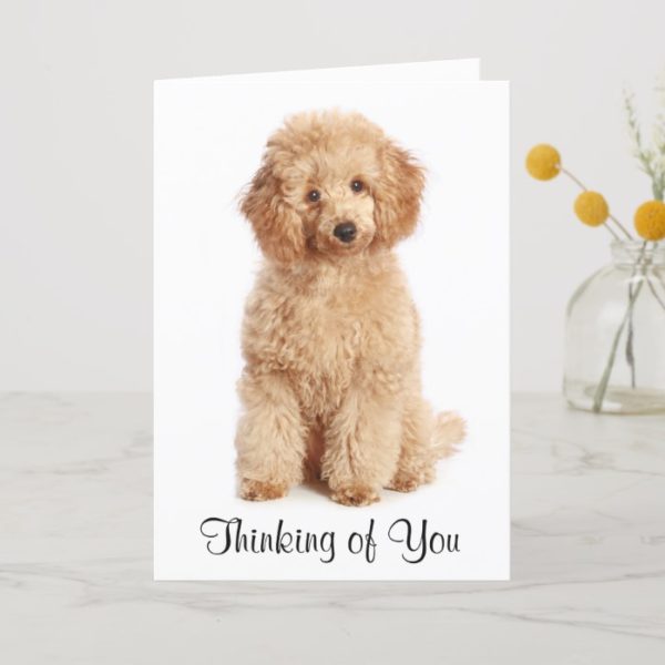 Thinking of You Apricot Poodle Puppy Dog Card