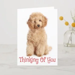 Thinking of You Apricot Poodle Puppy Dog Card