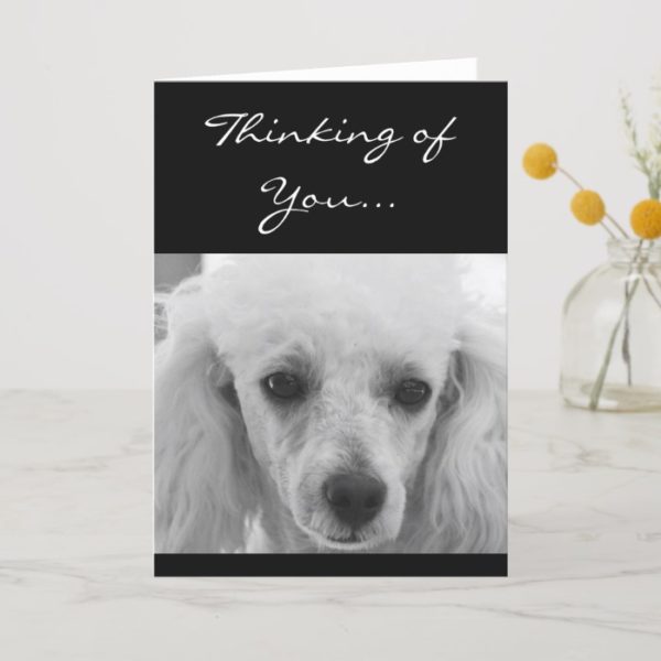 Thinking of You Poodle dog greeting card